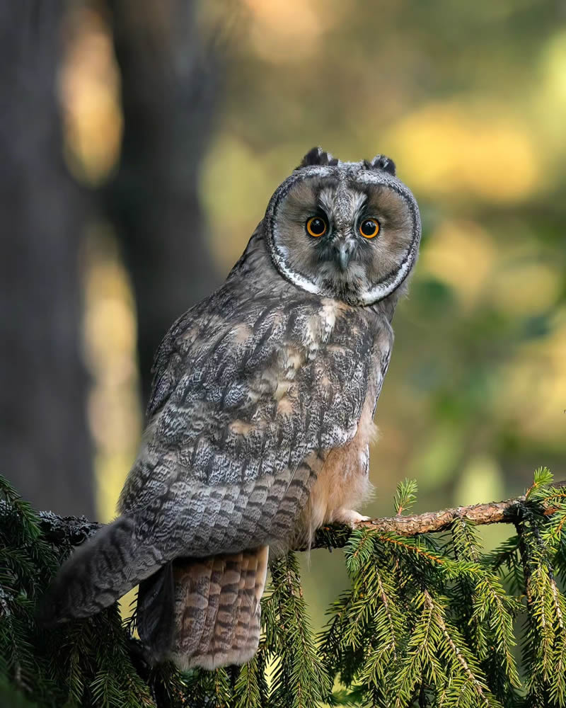 Incredible Photos Of Owls In The Forests Of Finland By Mikko Leppanen