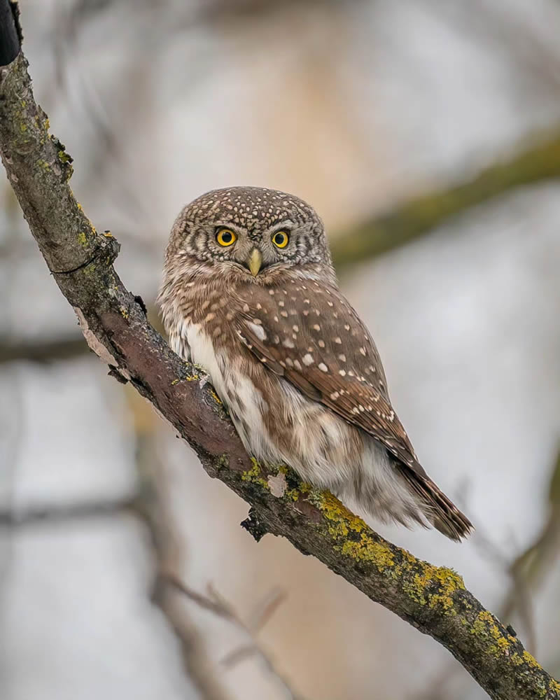 Incredible Photos Of Owls In The Forests Of Finland By Mikko Leppanen