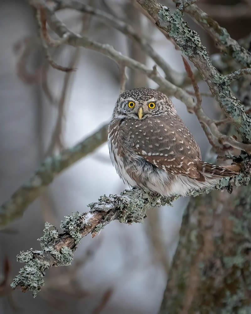 Incredible Photos Of Owls In The Forests Of Finland By Mikko Leppanen