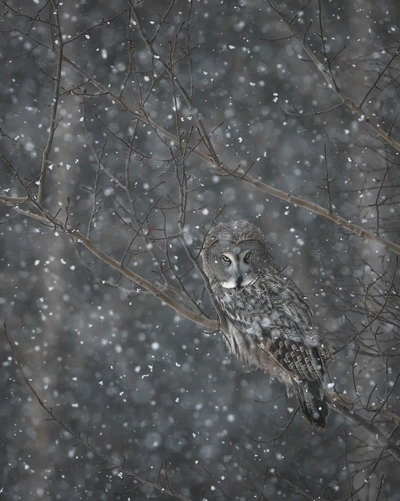 Incredible Photos Of Owls In The Forests Of Finland By Mikko Leppanen