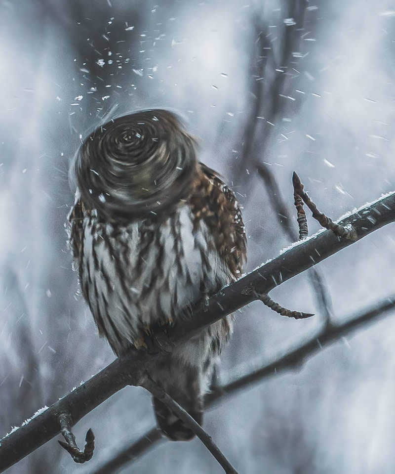 Incredible Photos Of Owls In The Forests Of Finland By Mikko Leppanen