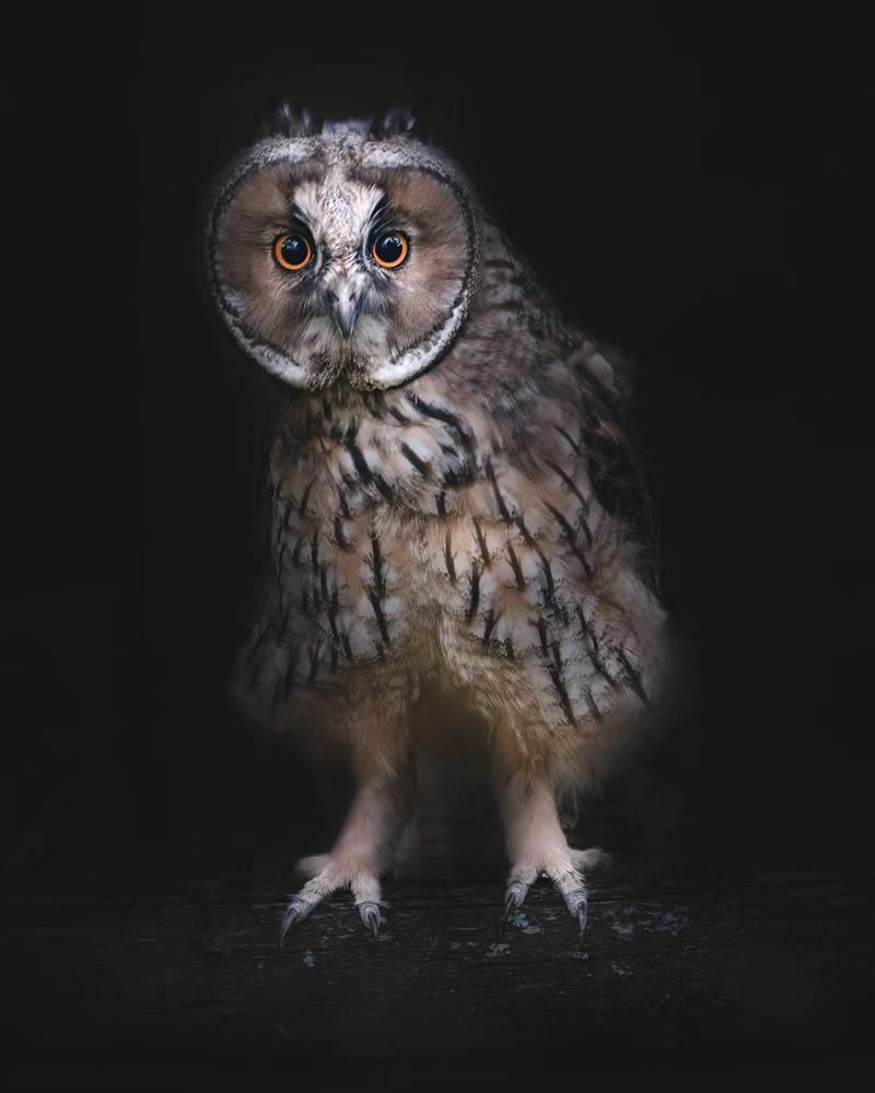 Incredible Photos Of Owls In The Forests Of Finland By Mikko Leppanen