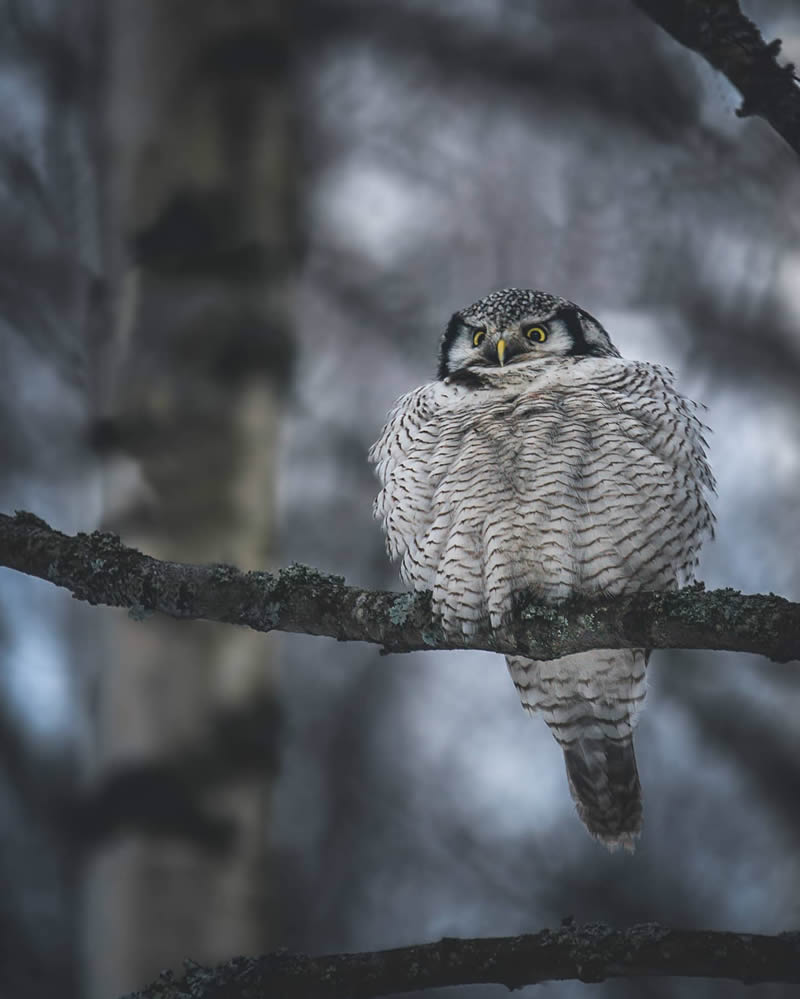 Incredible Photos Of Owls In The Forests Of Finland By Mikko Leppanen