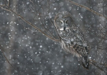 Incredible Photos Of Owls In The Forests Of Finland By Mikko Leppanen