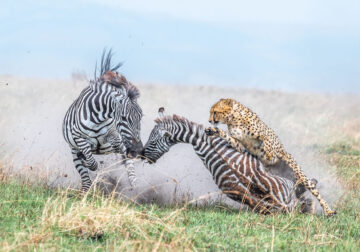 Best Photos From Prix De La Photographie Awards