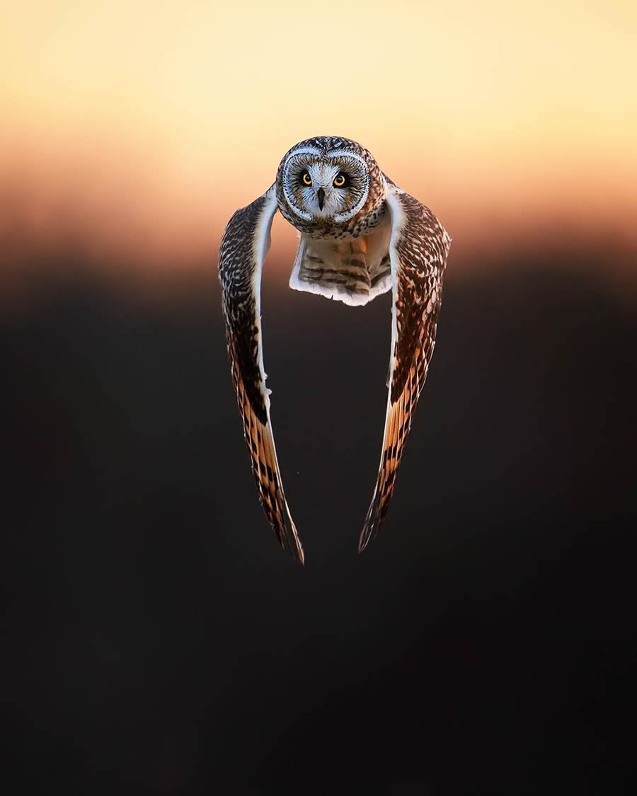 Enchanting Owl Photos Amidst Forests By Protik Hossain