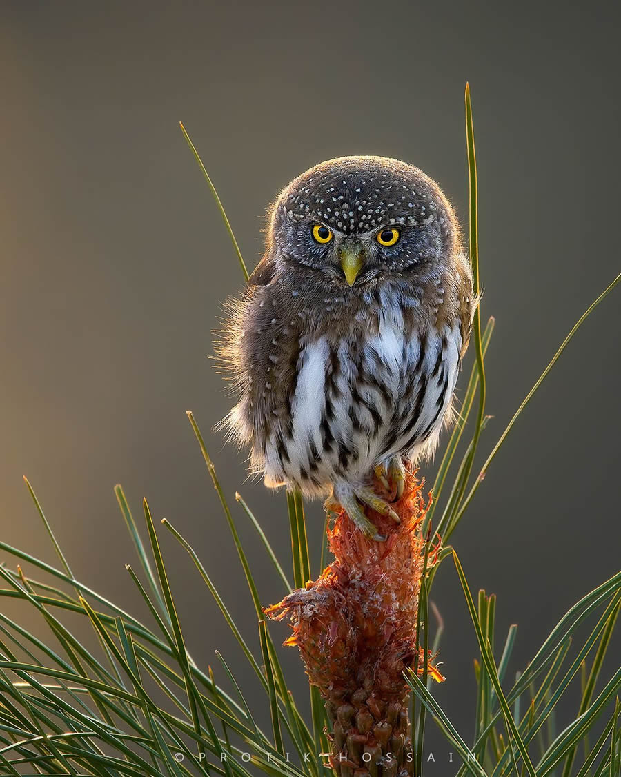 Enchanting Owl Photos Amidst Forests By Protik Hossain