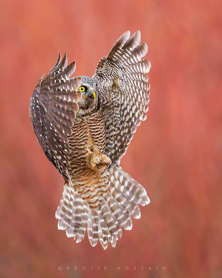 Enchanting Owl Photos Amidst Forests By Protik Hossain