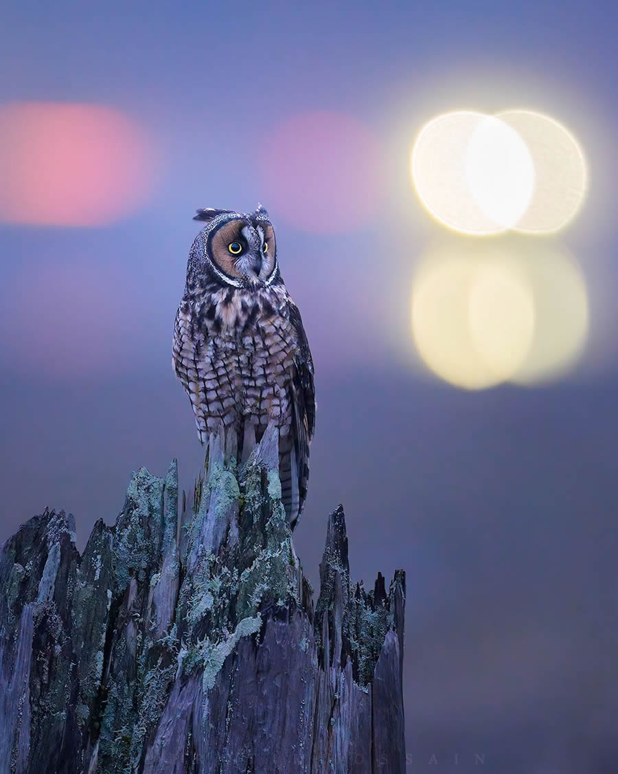 Enchanting Owl Photos Amidst Forests By Protik Hossain