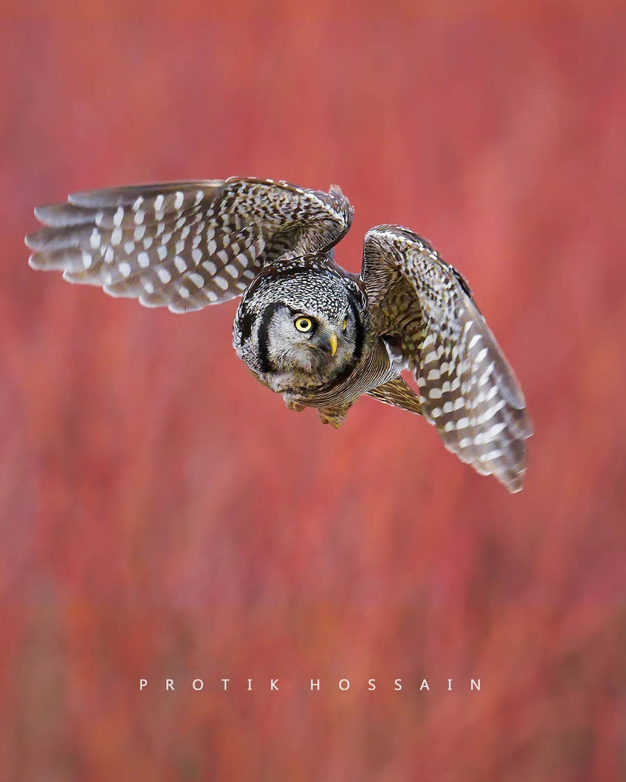 Enchanting Owl Photos Amidst Forests By Protik Hossain