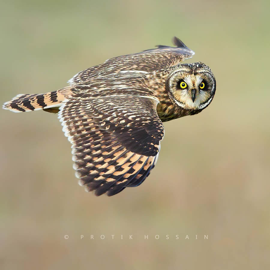 Enchanting Owl Photos Amidst Forests By Protik Hossain