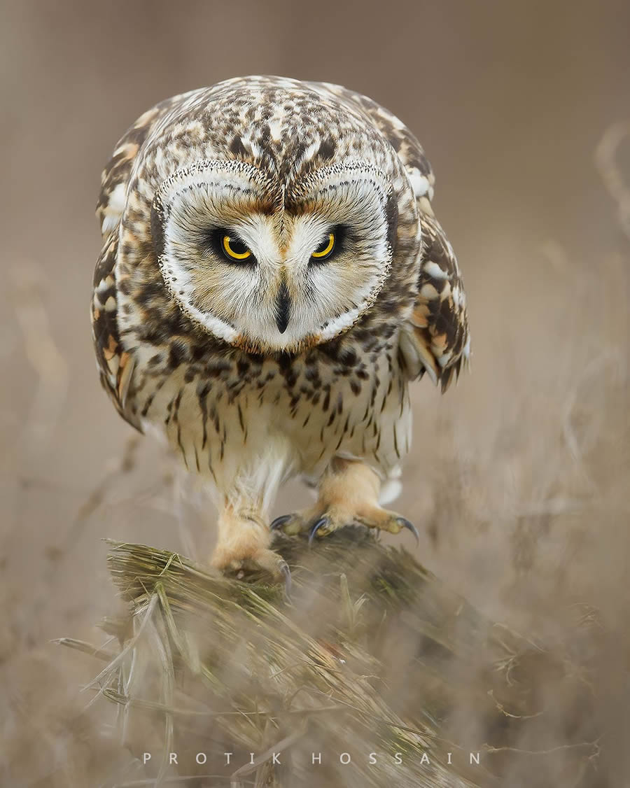 Enchanting Owl Photos Amidst Forests By Protik Hossain