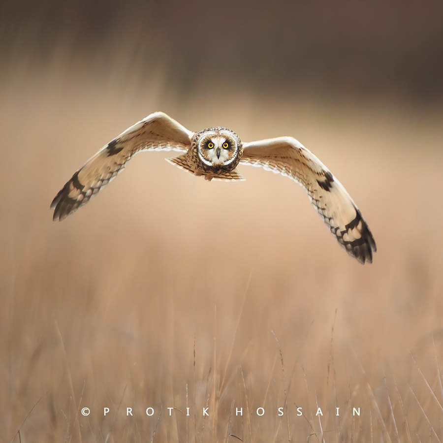 Enchanting Owl Photos Amidst Forests By Protik Hossain