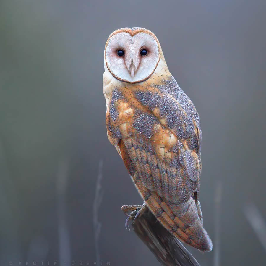 Enchanting Owl Photos Amidst Forests By Protik Hossain