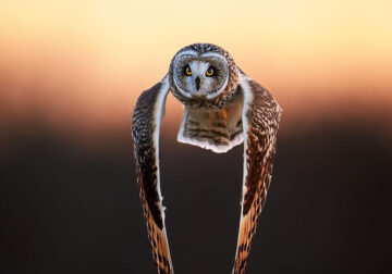 Enchanting Owl Photos Amidst Forests By Protik Hossain