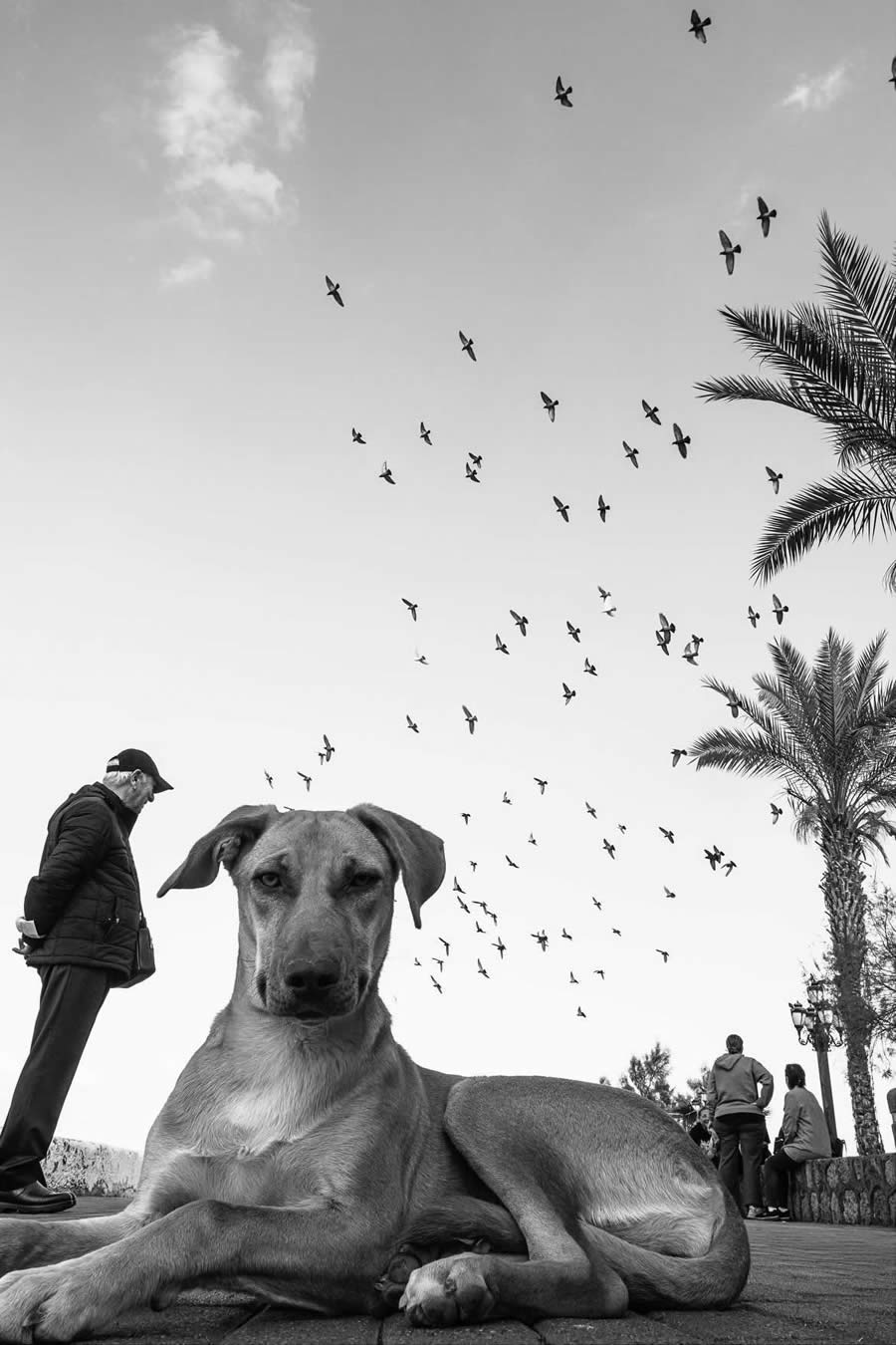 Brilliant Street Photography In Black And White By Charis Ioannou