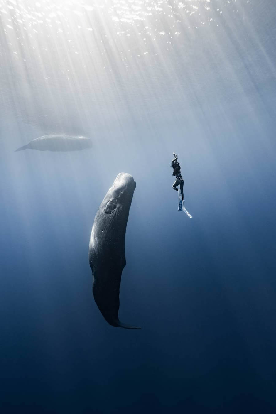 Underwater 35 Photography Awards Winners