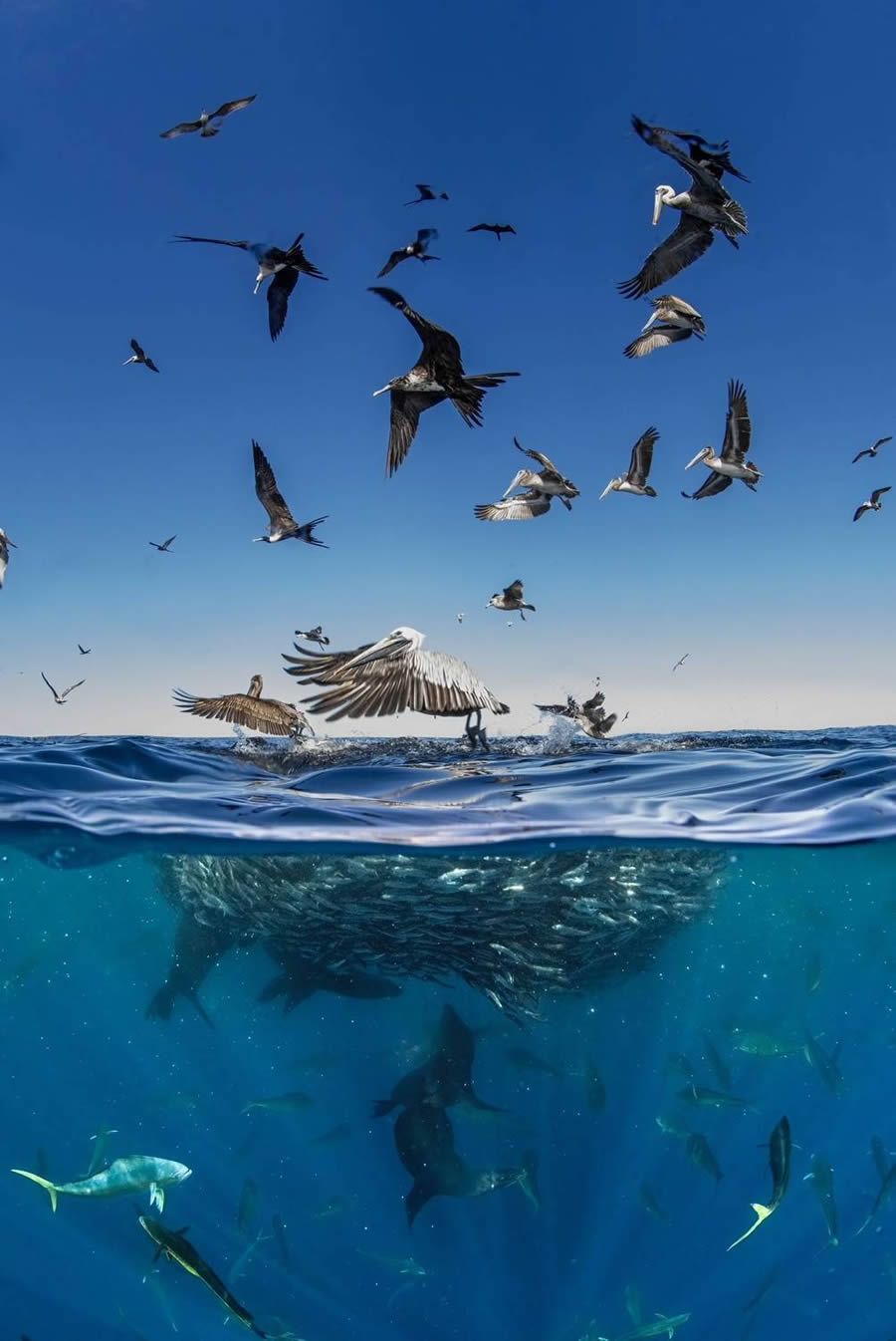 Underwater 35 Photography Awards Winners