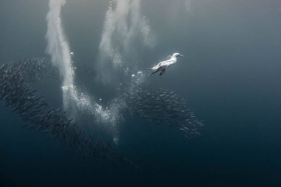 Underwater 35 Photography Awards Winners