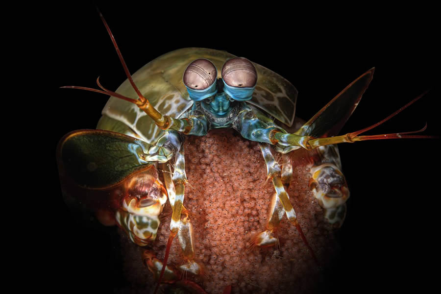 Underwater 35 Photography Awards Winners