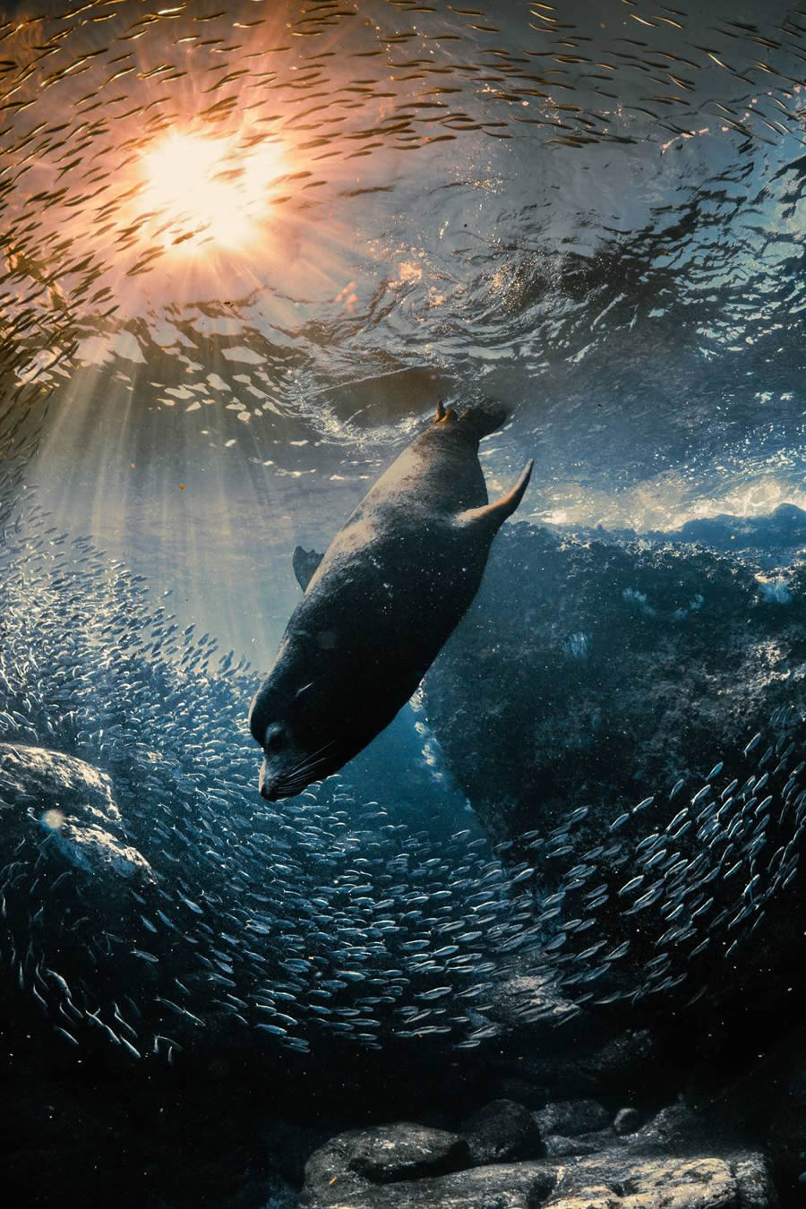 Underwater 35 Photography Awards Winners