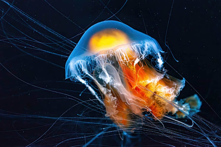 Underwater 35 Photography Awards Winners