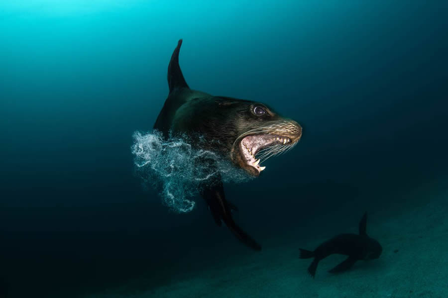 Underwater 35 Photography Awards Winners