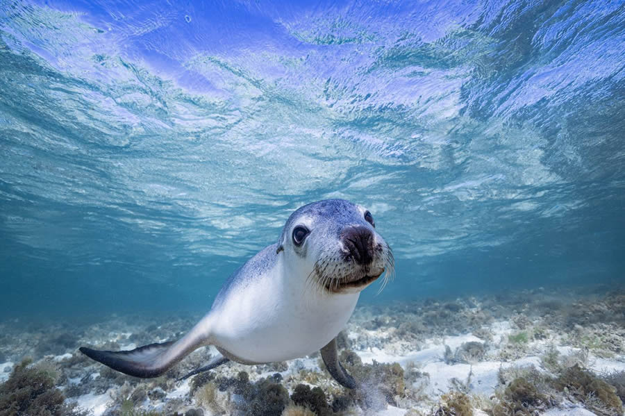 Underwater 35 Photography Awards Winners