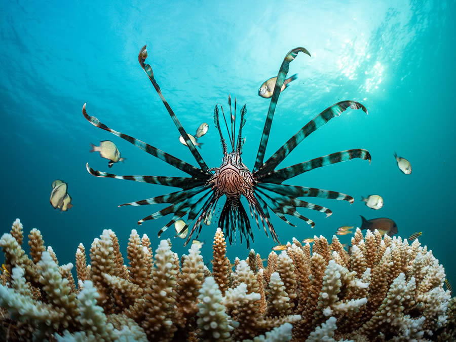 Underwater 35 Photography Awards Winners