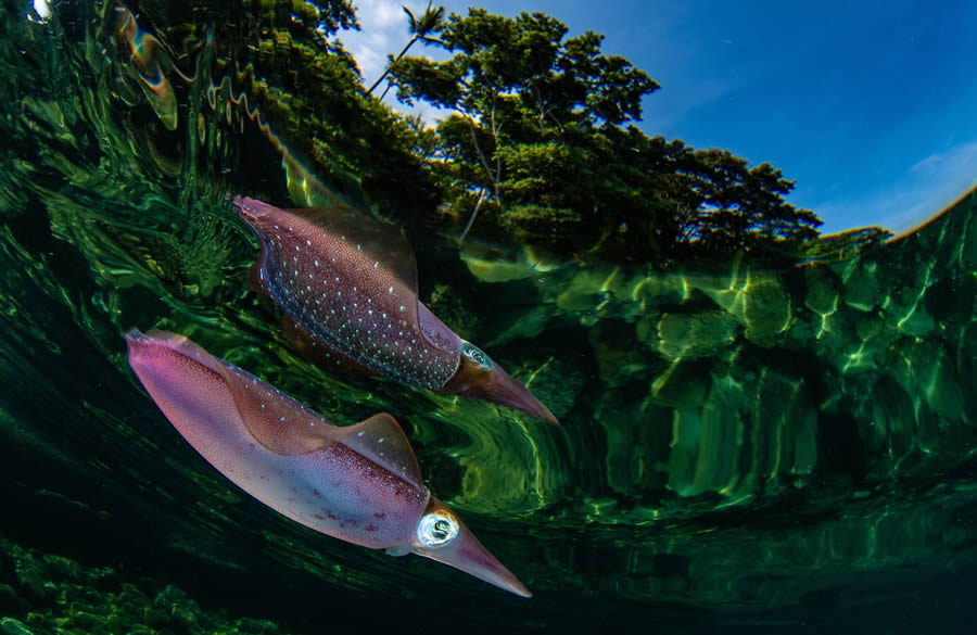 Underwater 35 Photography Awards Winners