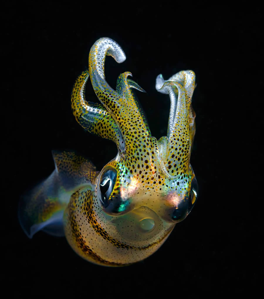 Underwater 35 Photography Awards Winners