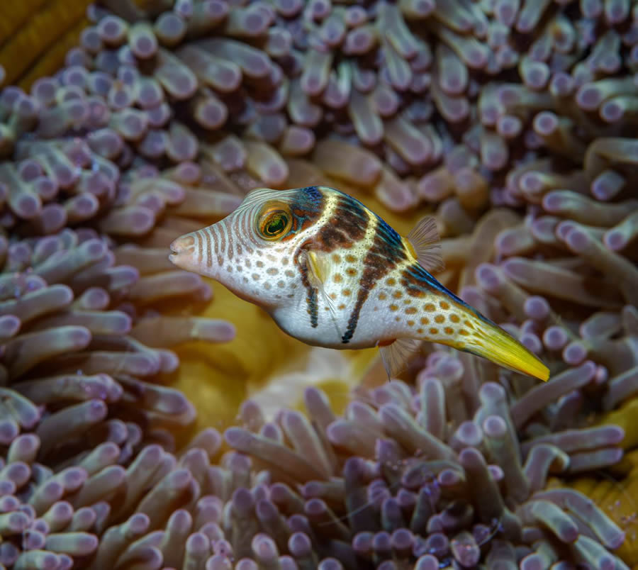 Underwater 35 Photography Awards Winners