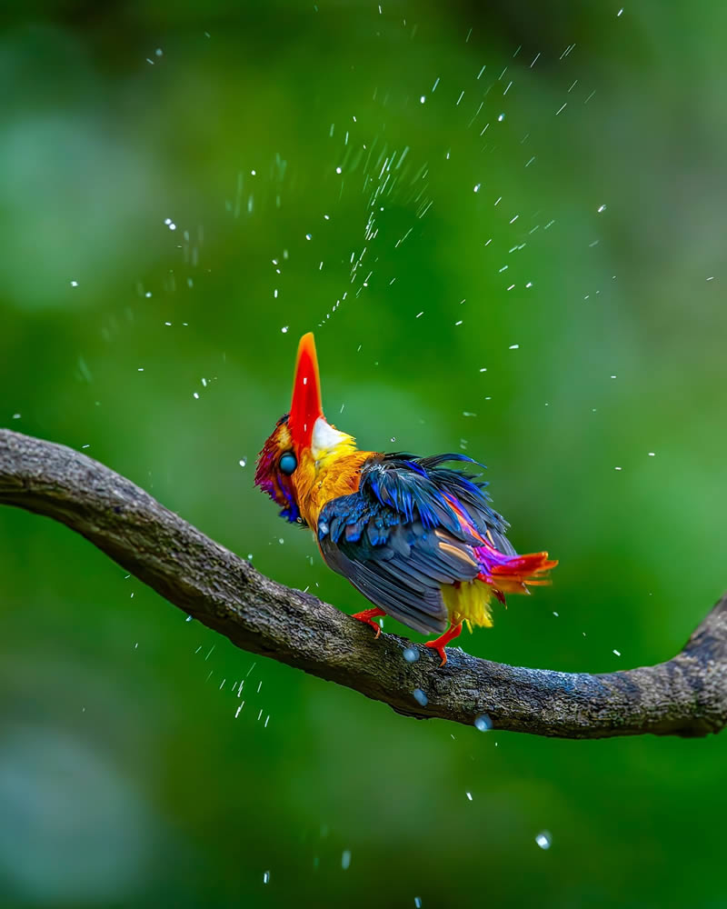 Indian Wildlife Photography by Sadananda Koppalkar