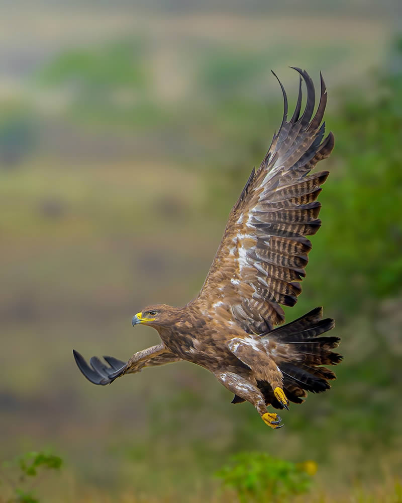 Indian Wildlife Photography by Sadananda Koppalkar