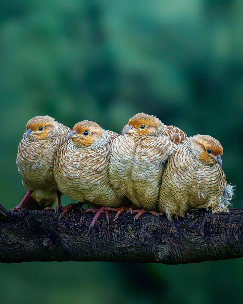 Indian Wildlife Photography by Sadananda Koppalkar