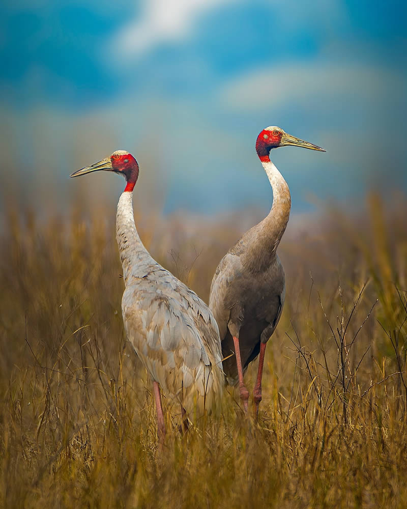 Indian Wildlife Photography by Sadananda Koppalkar