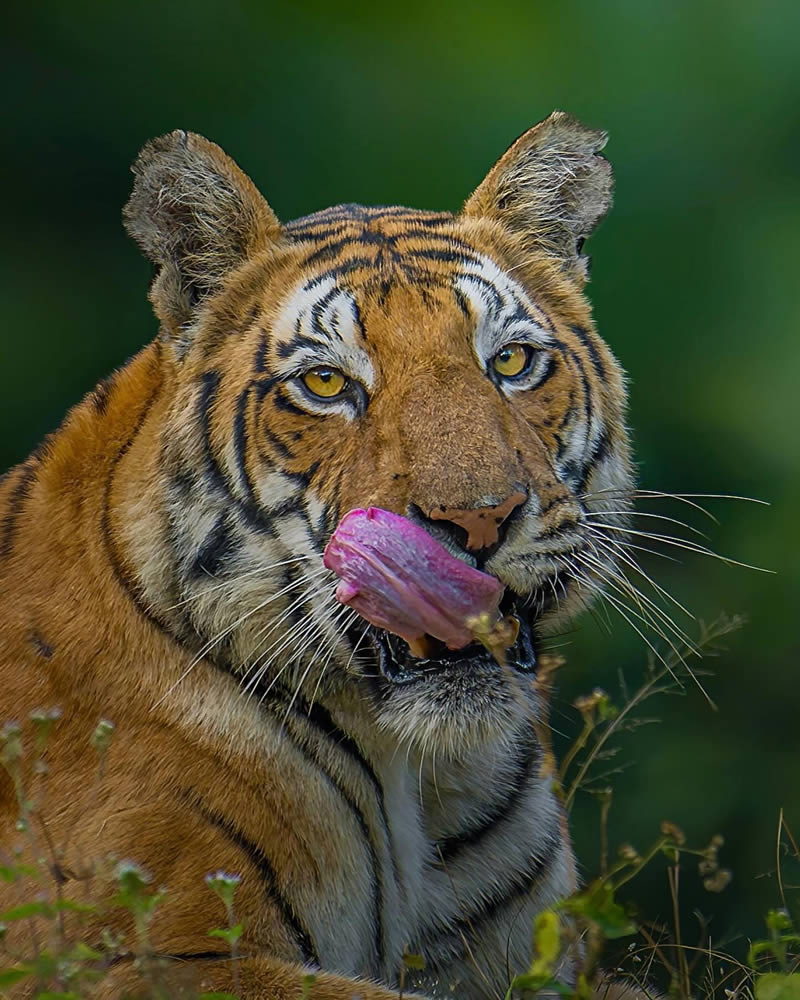 Indian Wildlife Photography by Sadananda Koppalkar