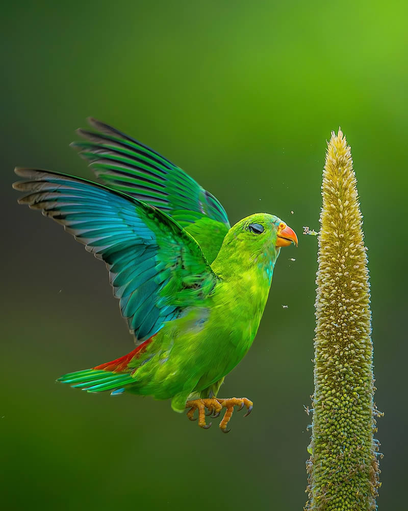 Indian Wildlife Photography by Sadananda Koppalkar