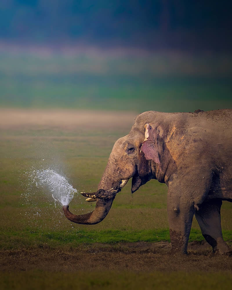 Indian Wildlife Photography by Sadananda Koppalkar