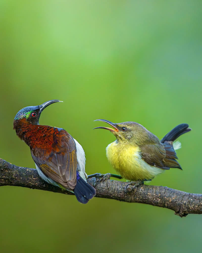 Indian Wildlife Photography by Sadananda Koppalkar