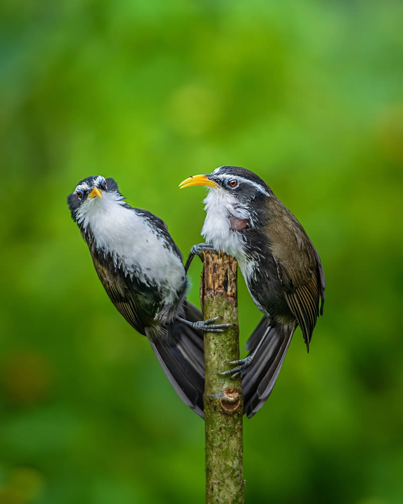 Indian Wildlife Photography by Sadananda Koppalkar