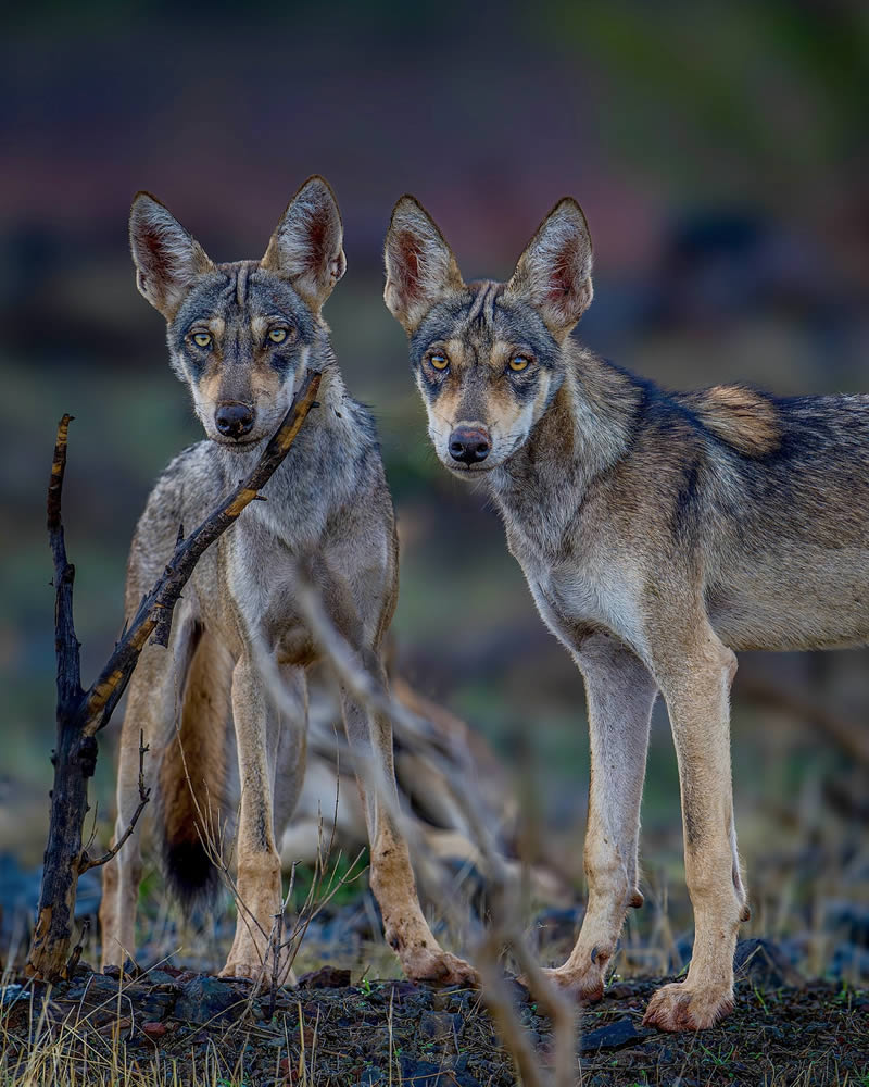 Indian Wildlife Photography by Sadananda Koppalkar