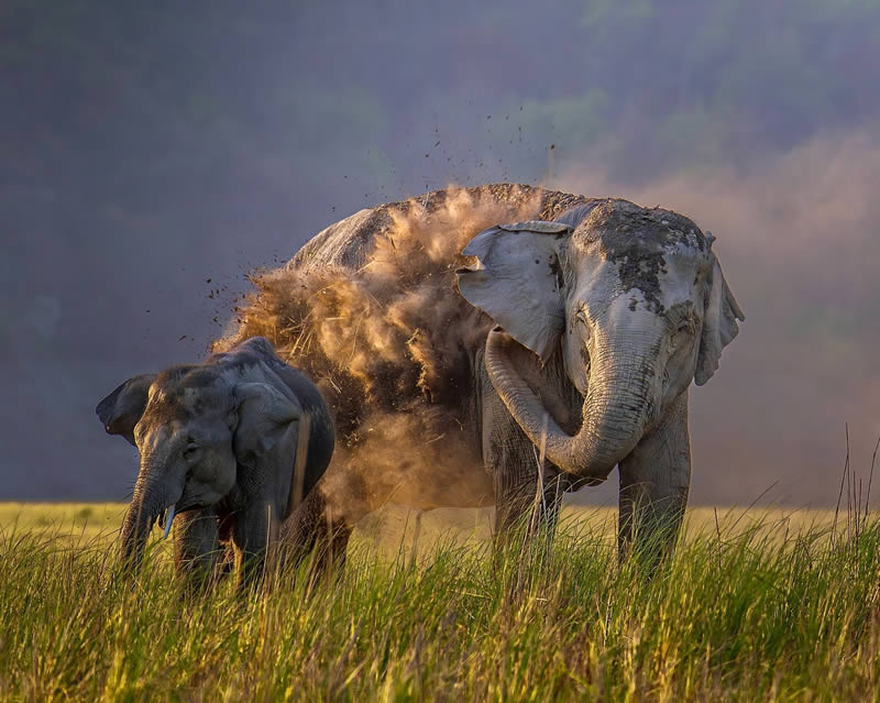 Indian Wildlife Photography by Sadananda Koppalkar