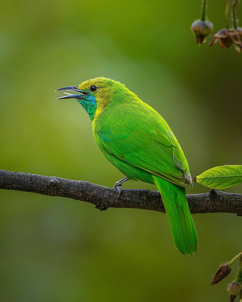 Indian Wildlife Photography by Sadananda Koppalkar