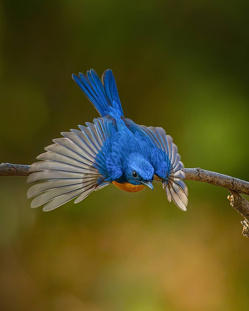 Indian Wildlife Photography by Sadananda Koppalkar