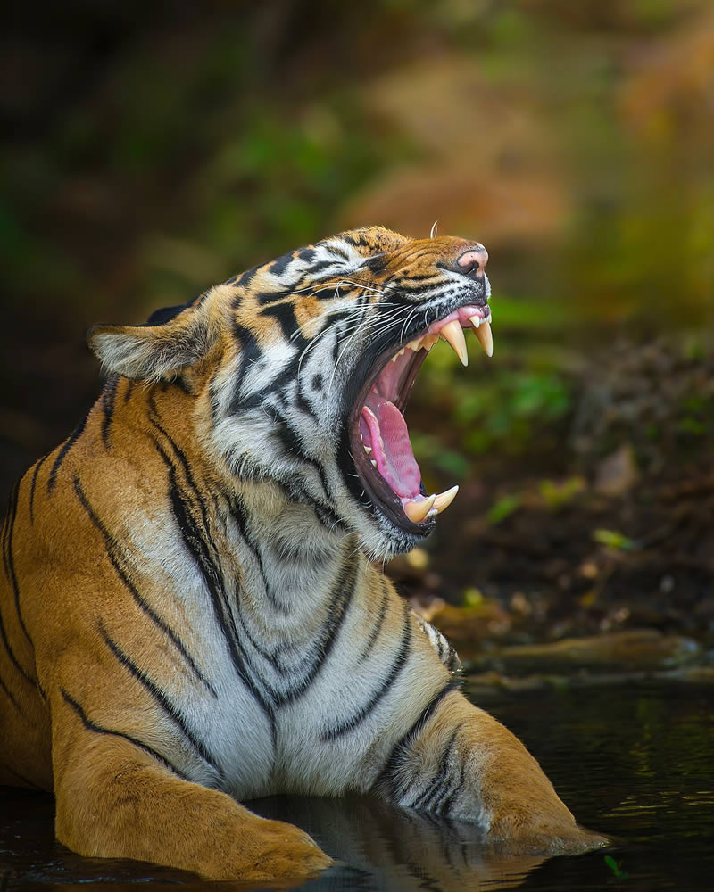 Indian Wildlife Photography by Sadananda Koppalkar