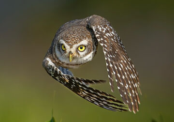 Indian Wildlife Photography by Sadananda Koppalkar