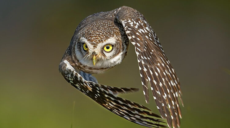 Indian Wildlife Photography by Sadananda Koppalkar