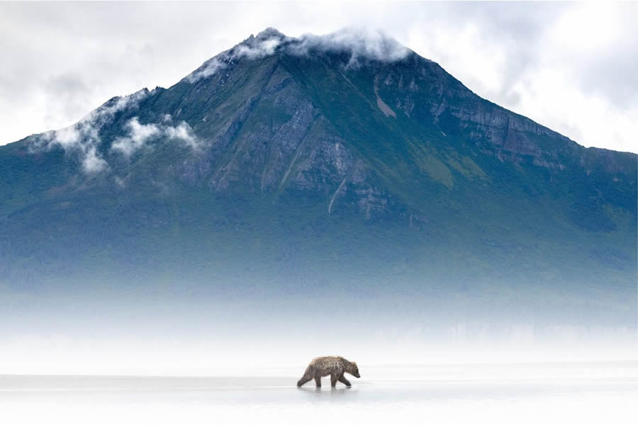 The Art Of Wildlife In Their Natural Environments By Harry Skeggs