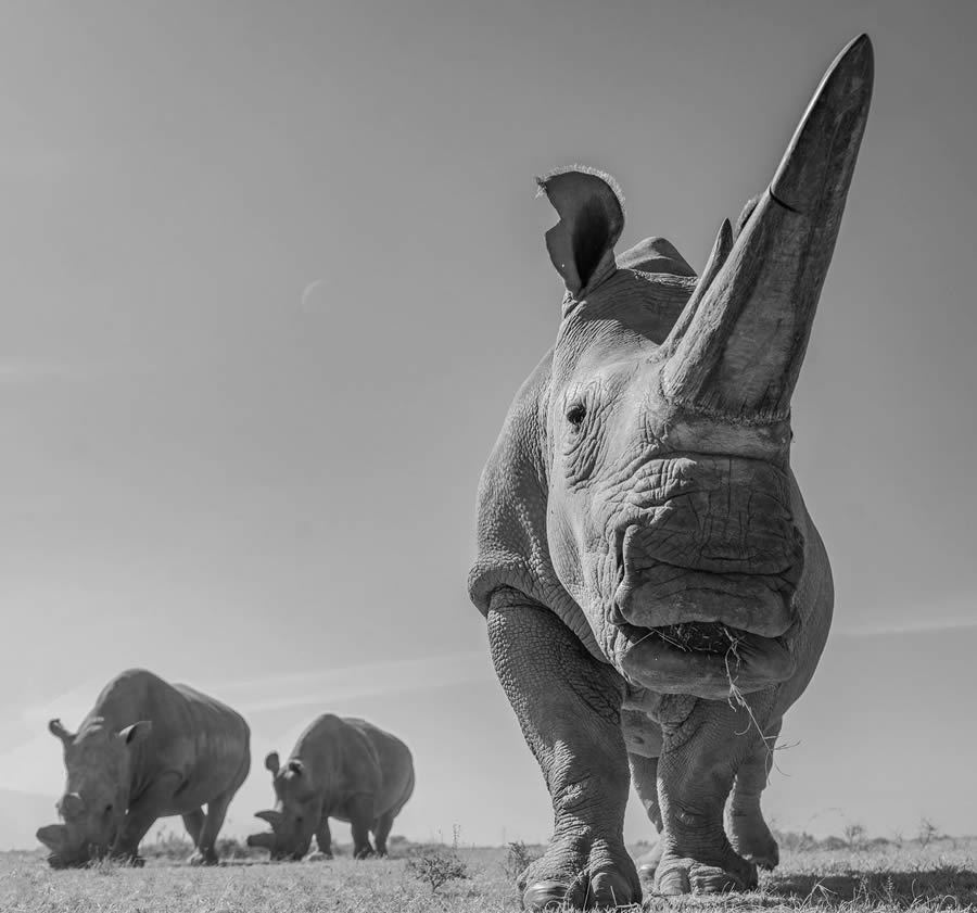 The Art Of Wildlife In Their Natural Environments By Harry Skeggs